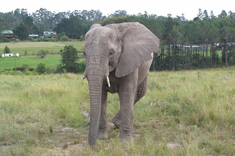 Elephant Sanctuary (12).jpg